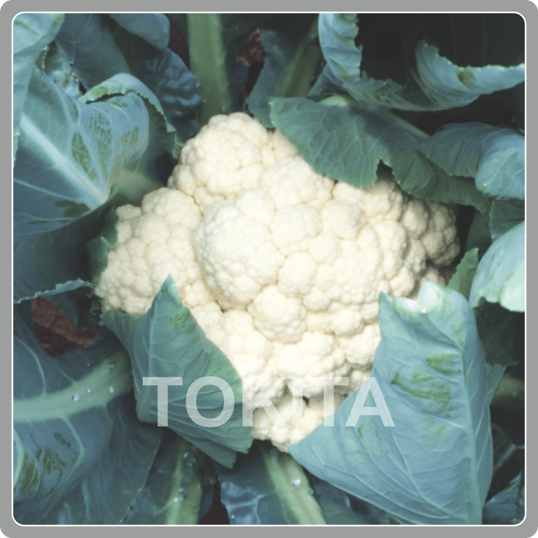 Cauliflower