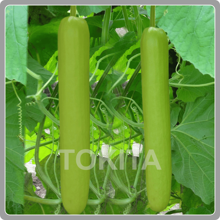 Bottle Gourd