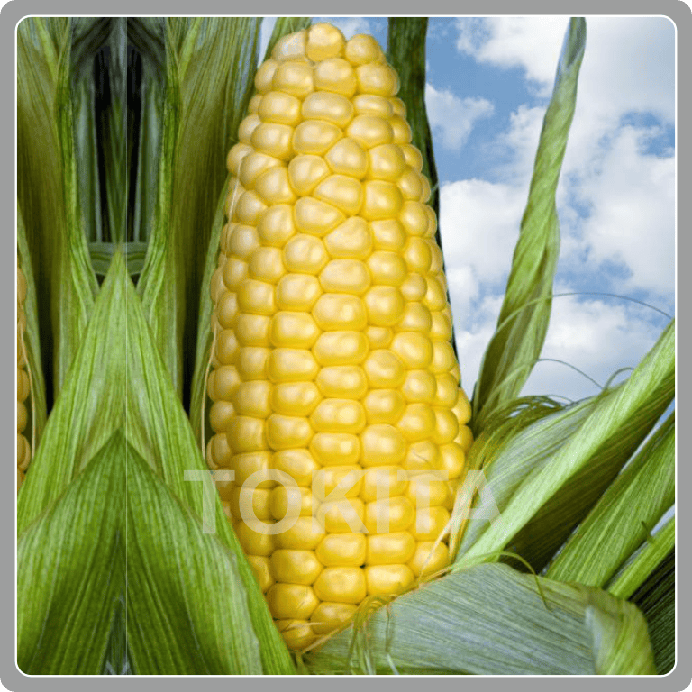 Sweet Corn