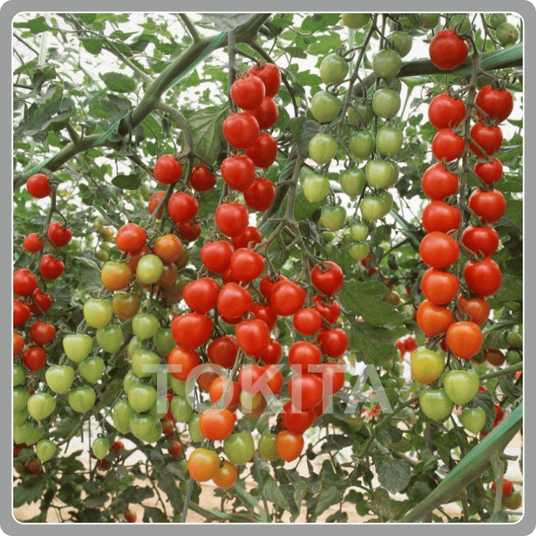 Tomato Cherry