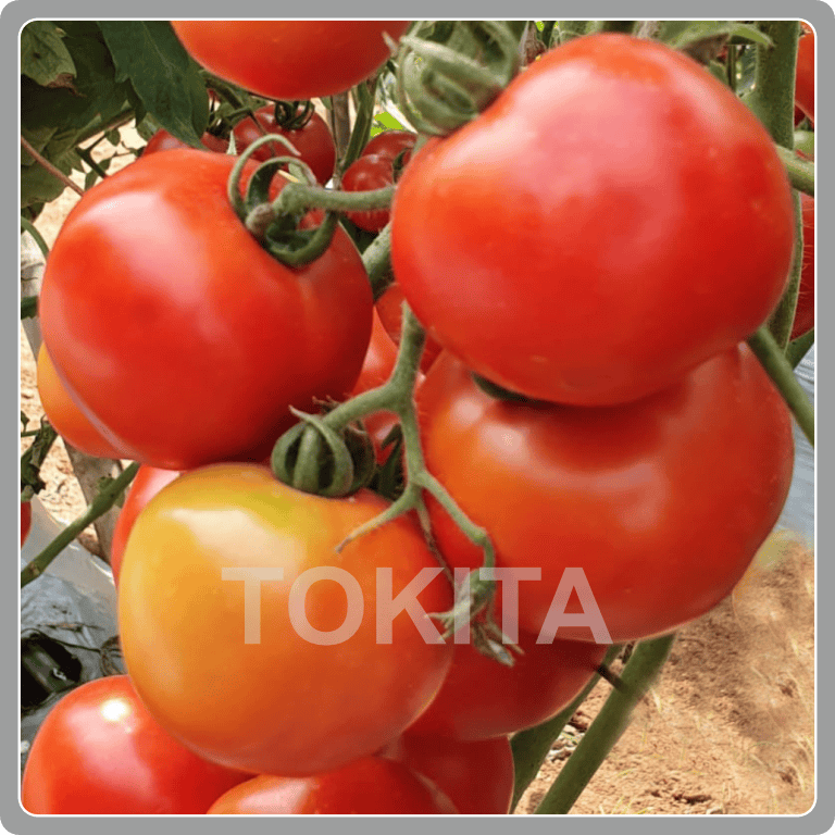 Tomato