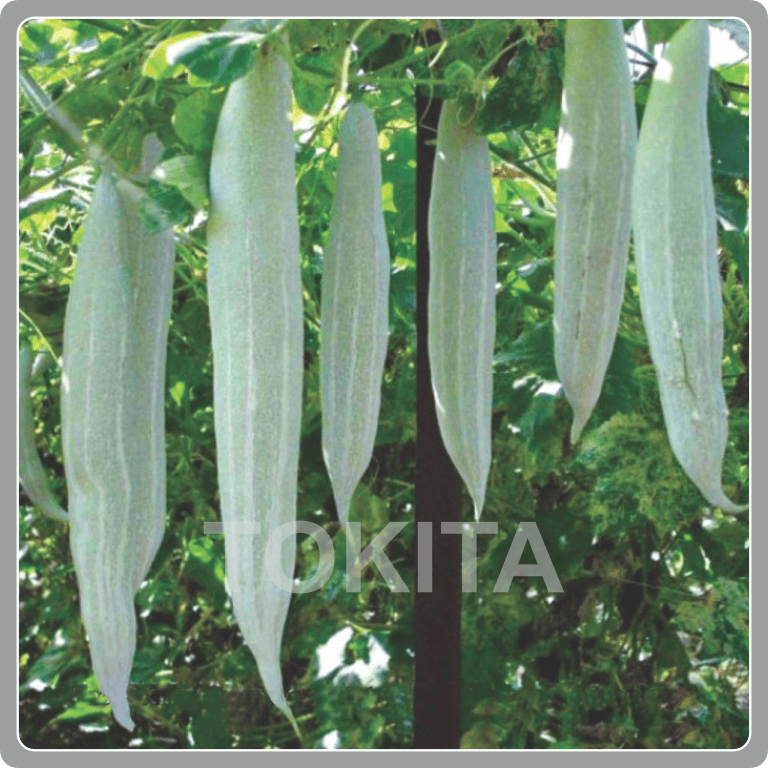 Snake Gourd