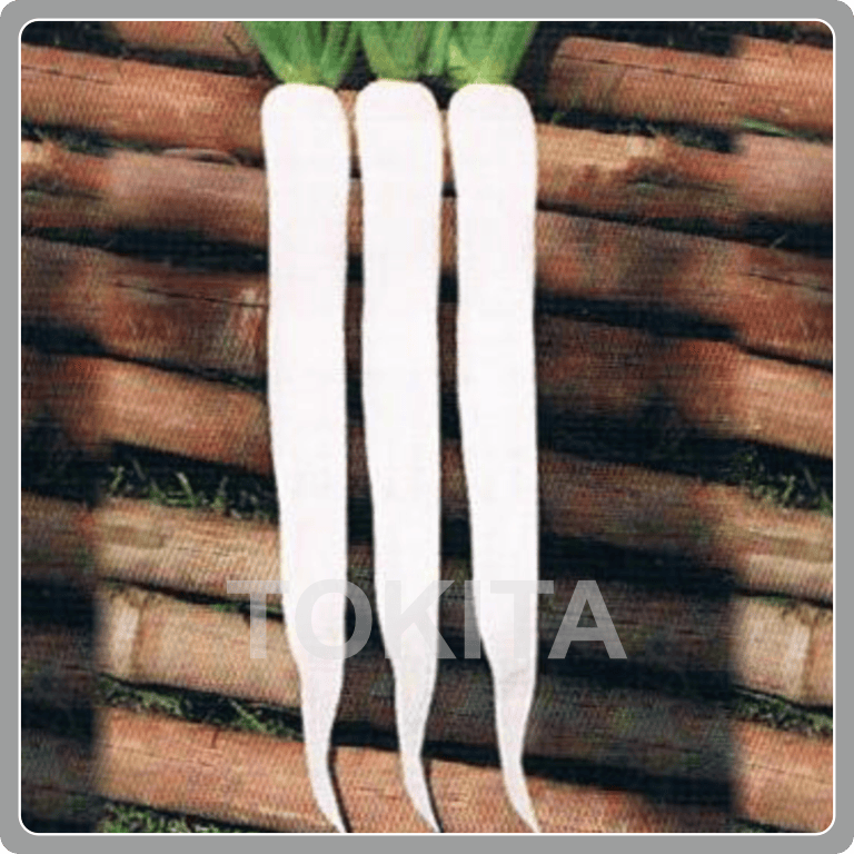Tokita White 