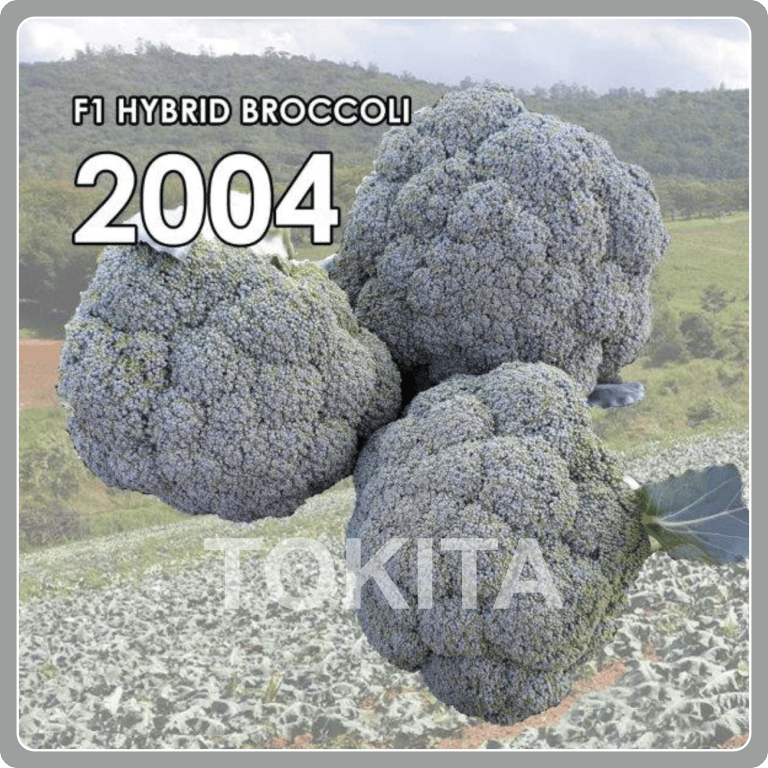 2004 