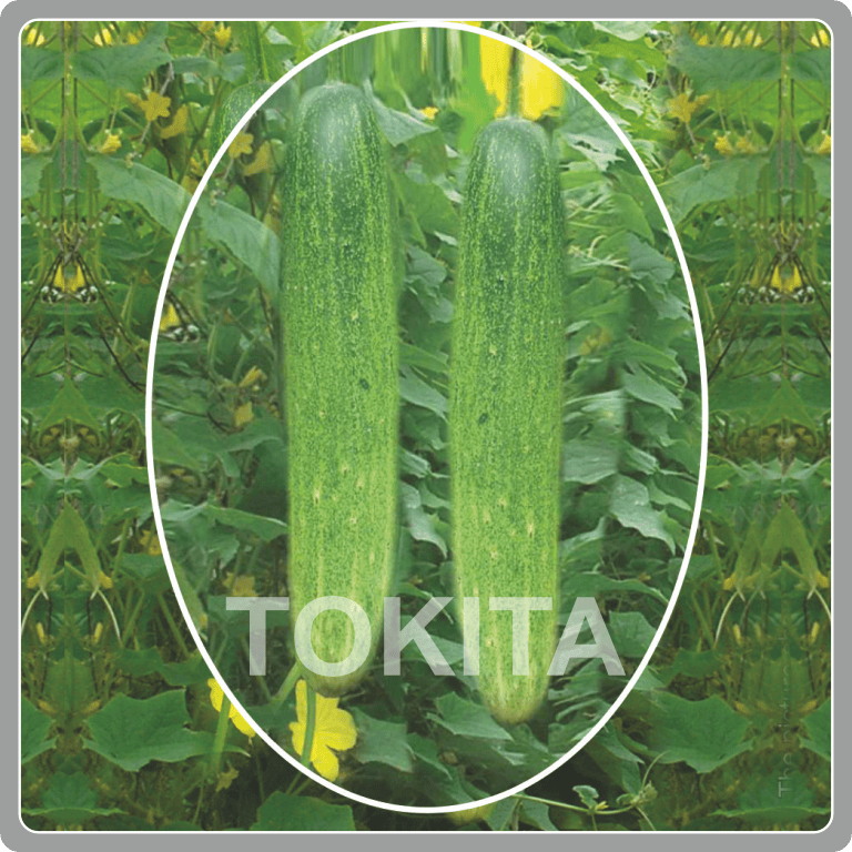 TSX 201 