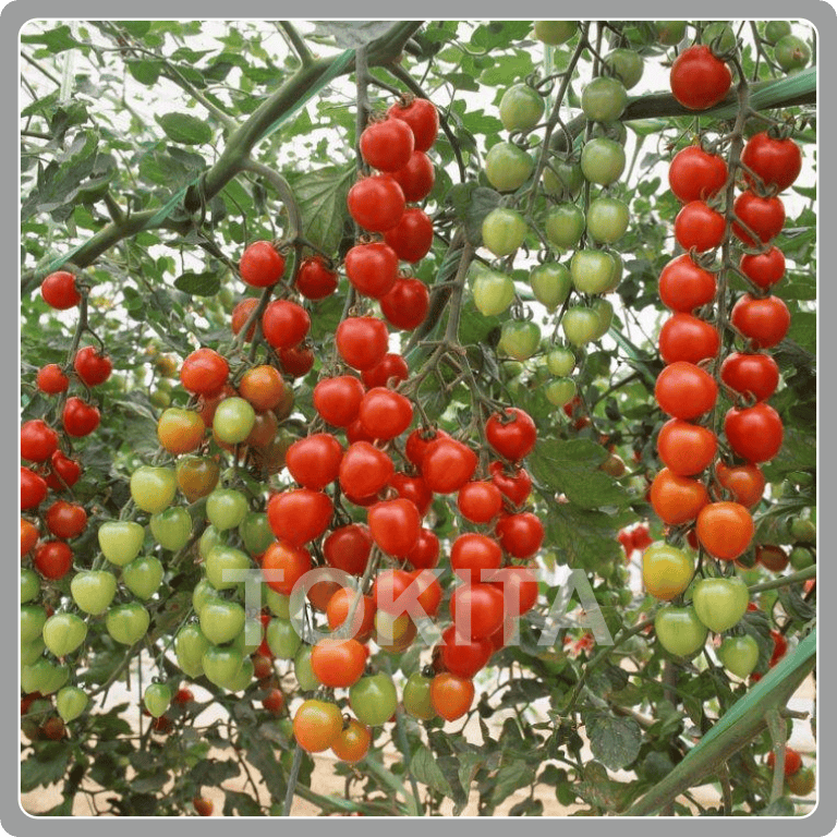 Sun Cherry Extra Sweet 