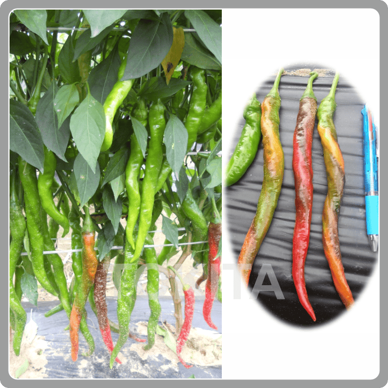 Hot Pepper Witch stick 