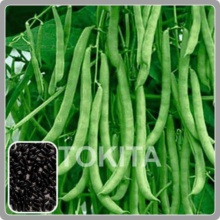 Pole Bean Komal Gold