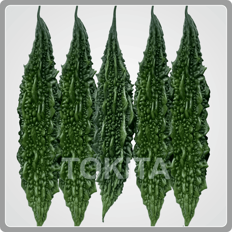 Midori Long New