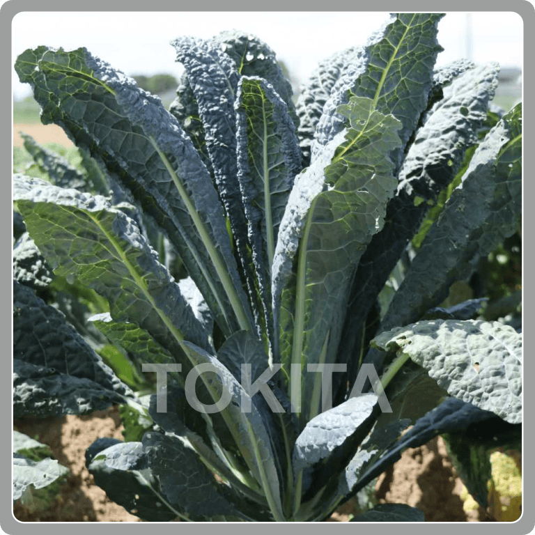 Kale Cavaro Forza 