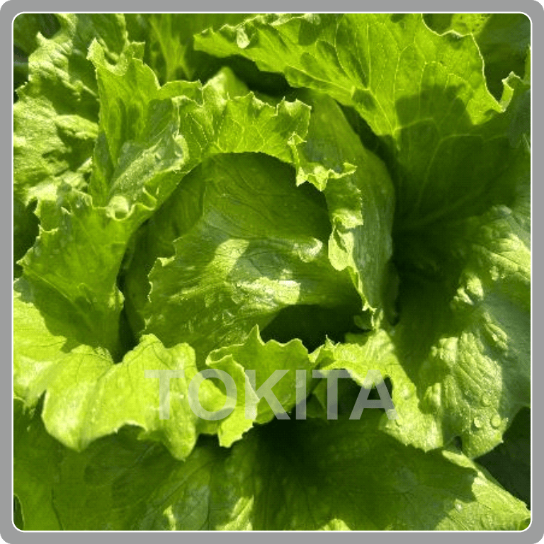 Lettuce Winter Crunch