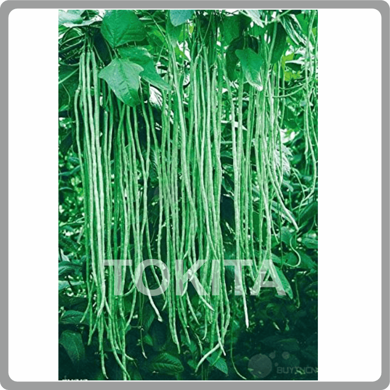 Yard Long Bean Green Fall Long
