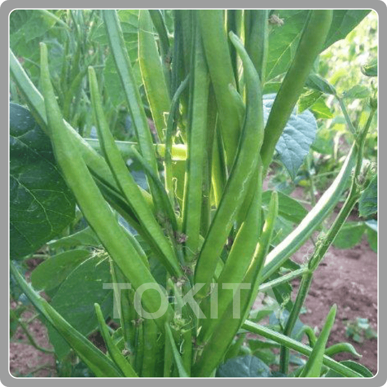 Cluster Bean Meenakshi 