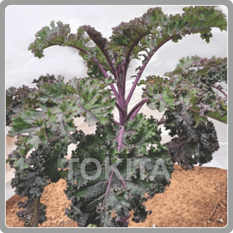 Kale Carino Rosso 