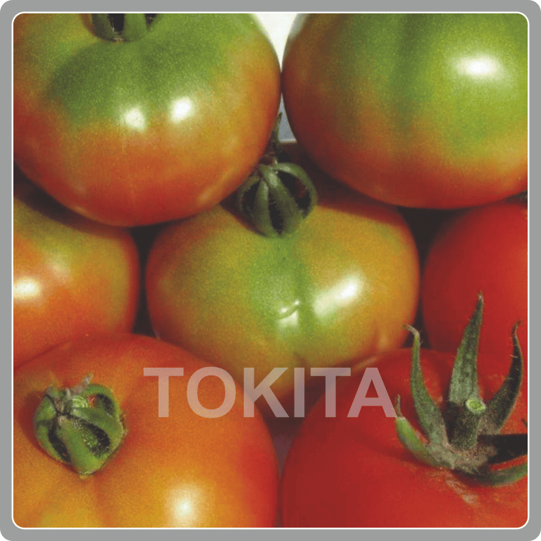 Tokita Deshi