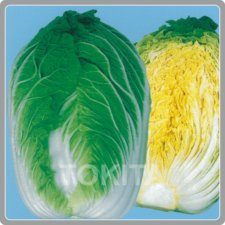 Chinese Cabbage Spring Sun 60 