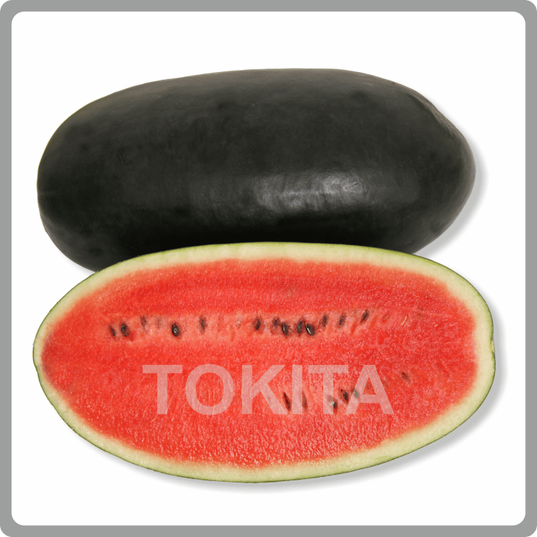 Tokita Honey Plus 