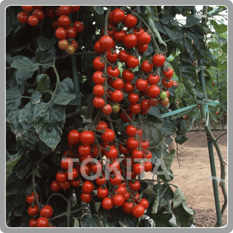 Sun Cherry Premium 9941 