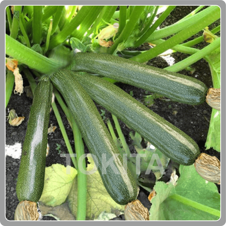 Green Ribbon