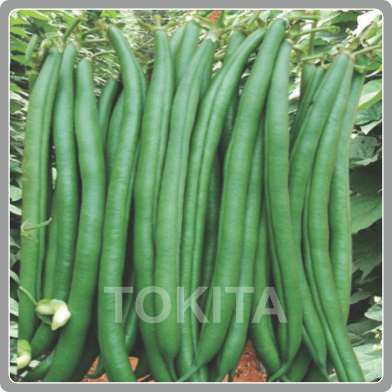 Pole Bean Dollar