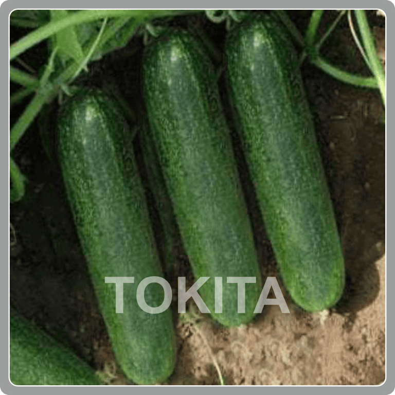 Tokita King